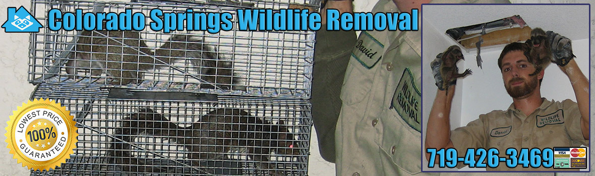 Colorado Springs Wildlife and Animal Removal